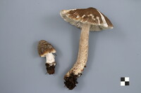 Amanita rhacopus image